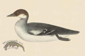 Rudbeck CFA 227 Red Headed Smew